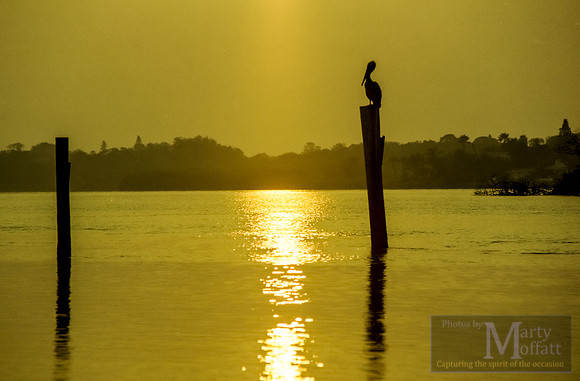 Day 282 - Florida Pelican