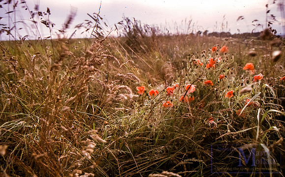 Day 323 - Wild Poppies