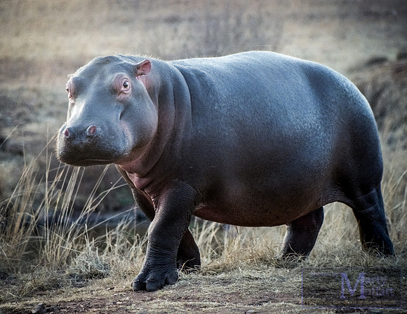 Day 276 - Hippopotamus