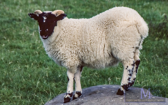 Day 324 - A Ram in Avebury