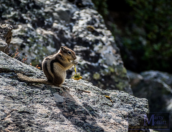 Day 345 - Chipmunk
