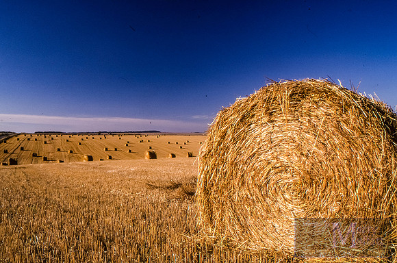 Day 317 - Wiltshire Hay Bales