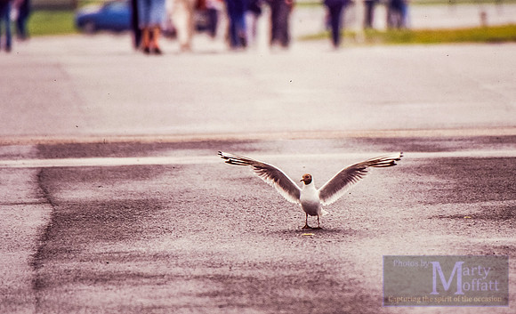 Day 330 - Bird at an Airshow