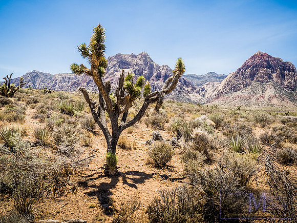 Day 136 - Red Rock Canyon, Nevada
