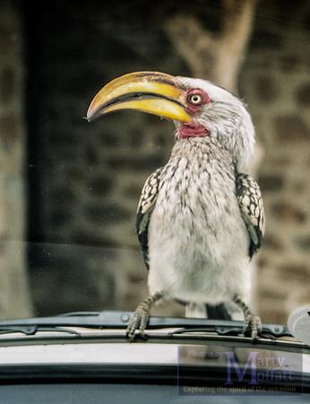 Day 285 - South African bird