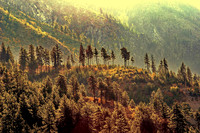 Day 346 - Rocky Mountain Forest
