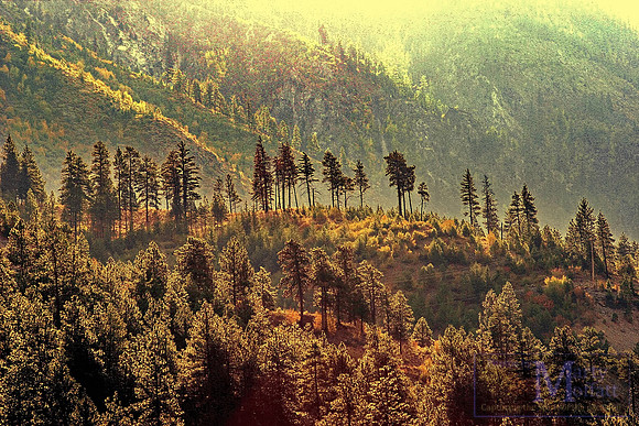 Day 346 - Rocky Mountain Forest