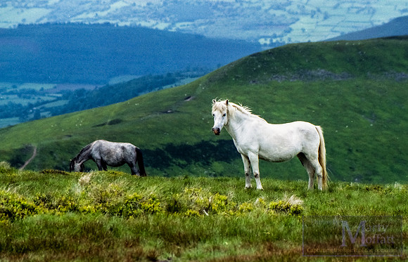 Day 278 - Wild horses, Brecon Beacons