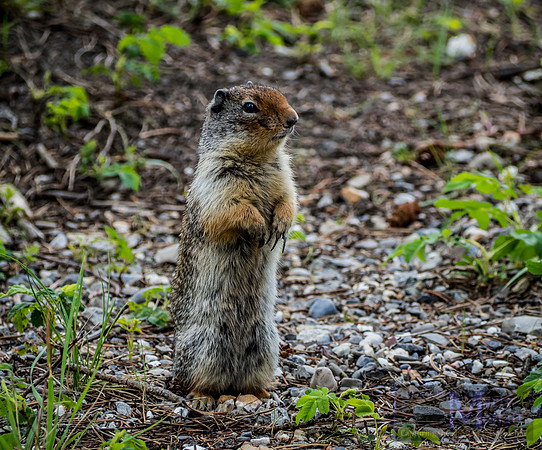 Day 009 - Canadian wildlife