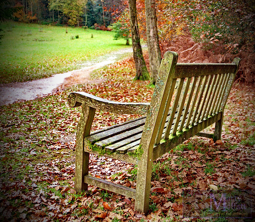 Day 288 - Autumn Colours