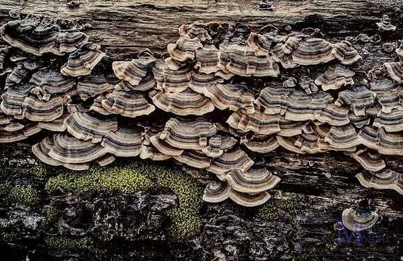 Day 131 - tree fungi