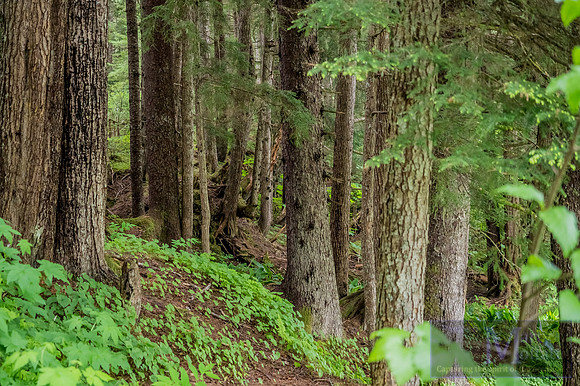 Day 110 - Alaska