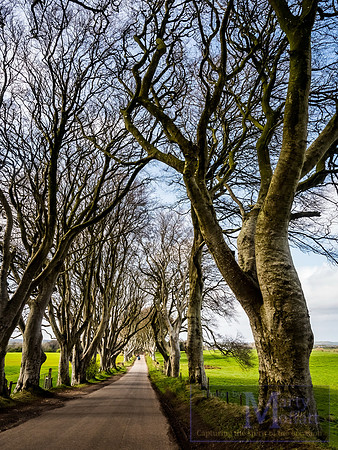Day 141 - The Dark hedges, Northern Ireland
