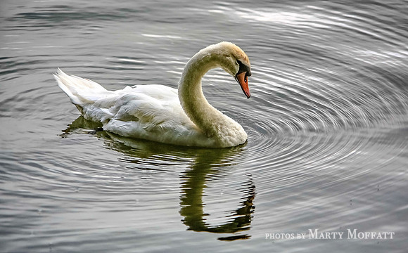 Swan